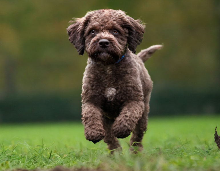 lagotto che salta mentre corre in un prato