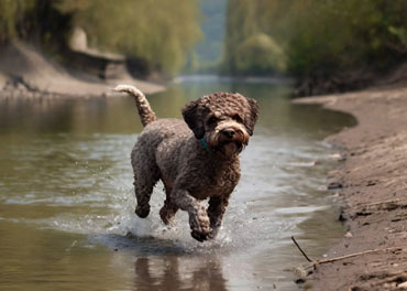 Lagotto Romagnolo Femmina Adulta Cioccolato