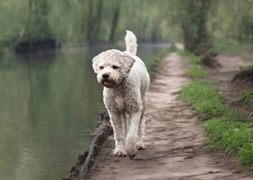 Lagotto Romagnolo Bianco Maschio Adulto