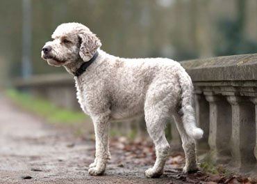 Lagotto Romagnolo Bianco e Arancio Maschio Adulto