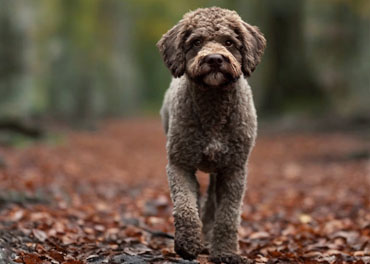 Lagotto Romagnolo Femmina Adulta Marrone