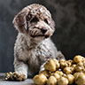 Dal Cane d'Acqua al Tartufaio