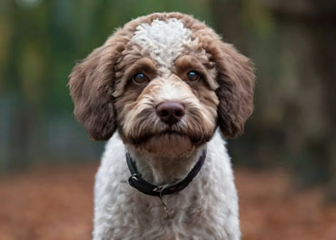 Lagotto Romagnolo Femmina Bianca e Marrone